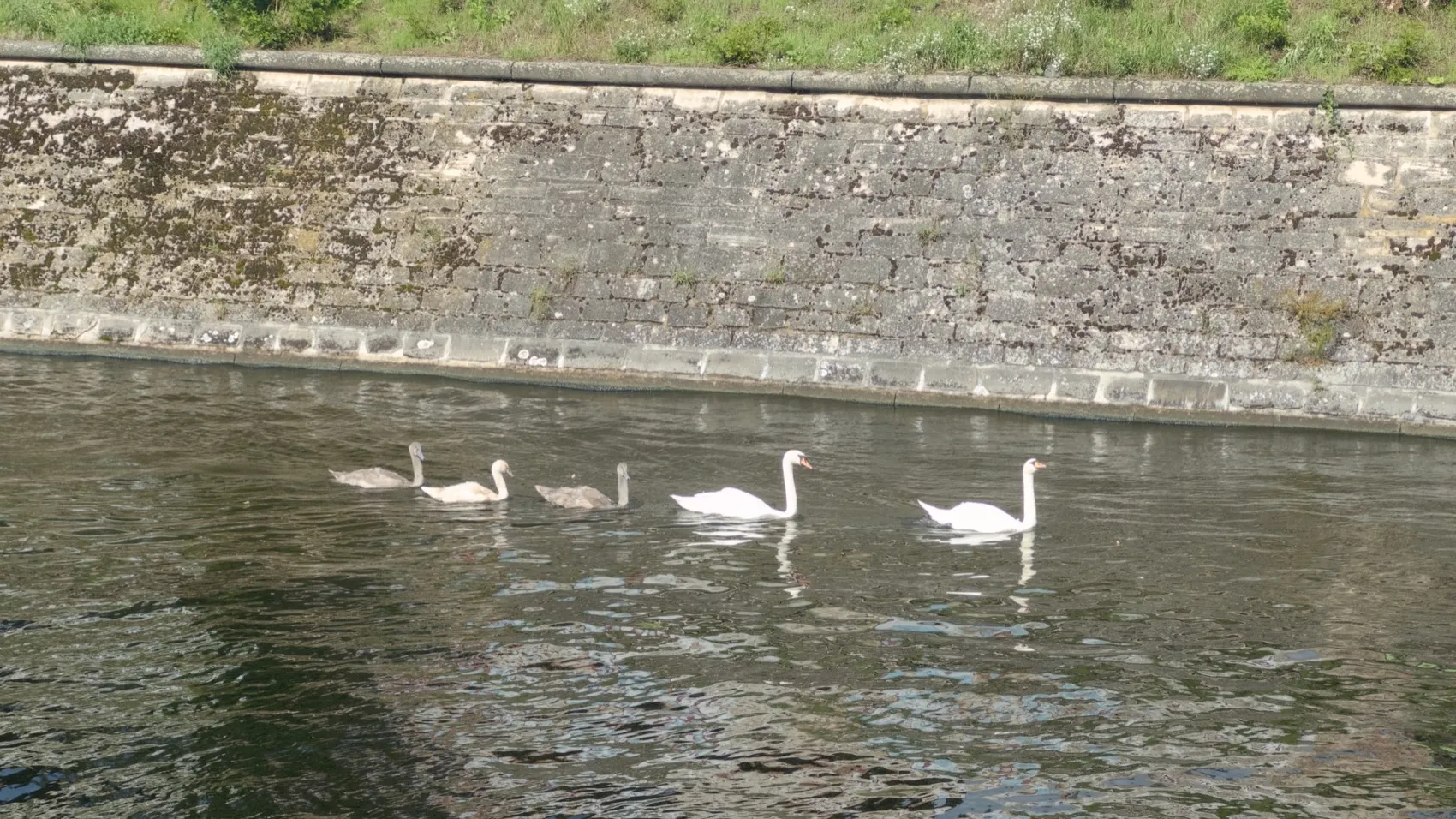 Five swans swimming in a canal: two parents with very white feathers, and three gray cygnets.
